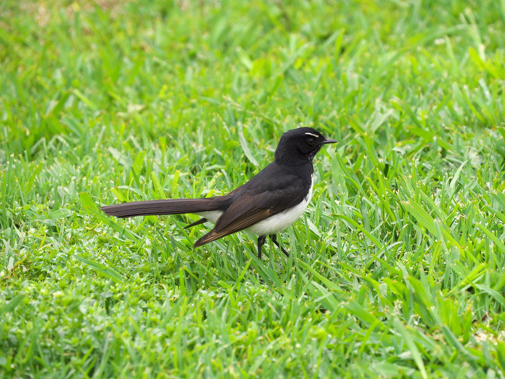 Willie Wagtail on the grass