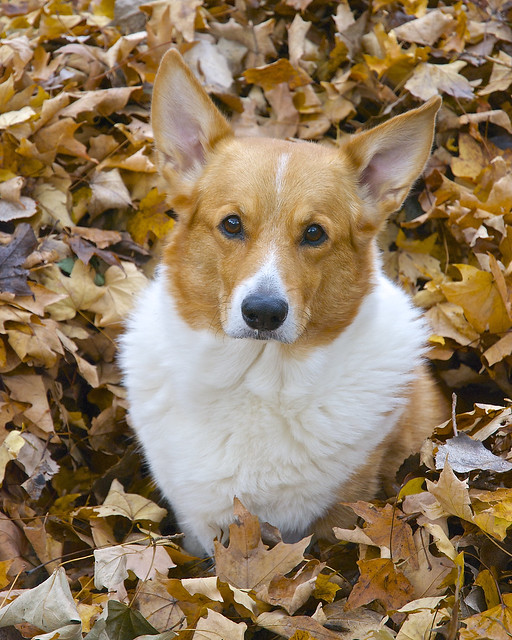 Mac in the leaves