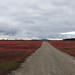 Flickr photo 'blueberry barrens road' by: TurasPhoto.