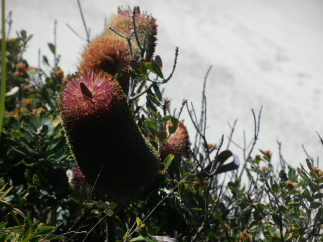 Banksia species
