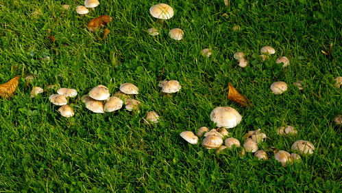 Tiny mushrooms in short grass
