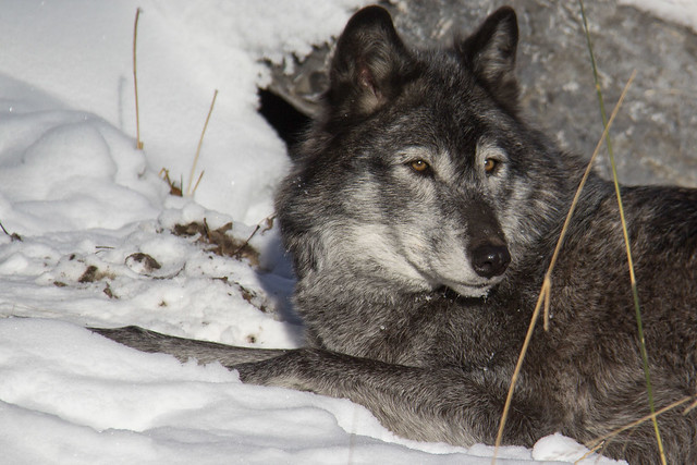 Wolf resting in the sun