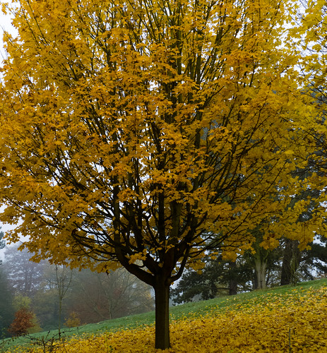 Autumn tree, Wightwick Manor
