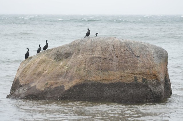 Pelagic Cormorant - Seal Bay Nature Park