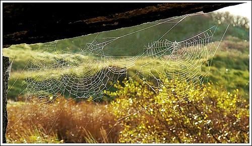 Cobwebs at the Observation Post. | by B-C-B