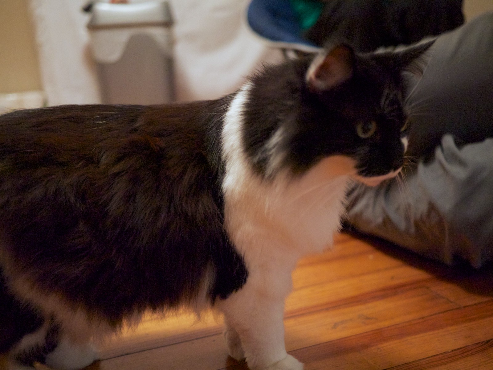Waffle the Cat
