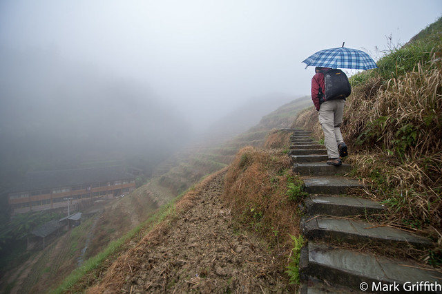 Tartan Brollys in the Mist