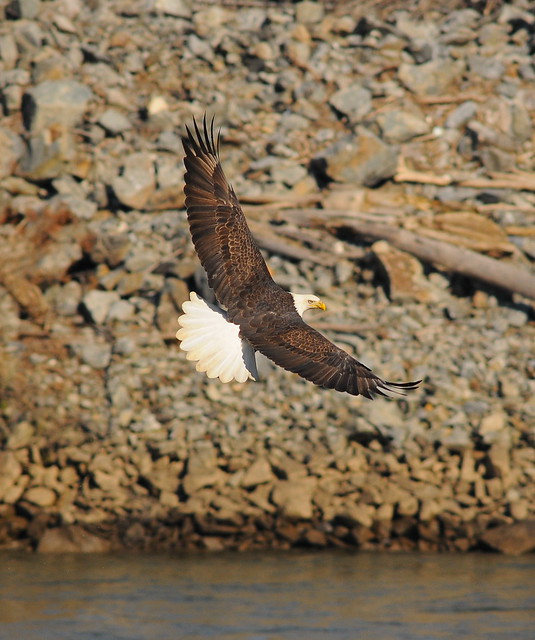 Bald Eagle Fishing