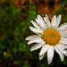 Flickr photo 'Ox-Eye Daisy (Leucanthemum vulgare)' by: JC7001.