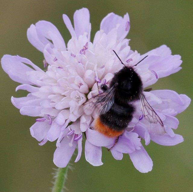IMGP5420  Bee on Scabious, Devil's Dyke (Reach, Cambs), July 2016