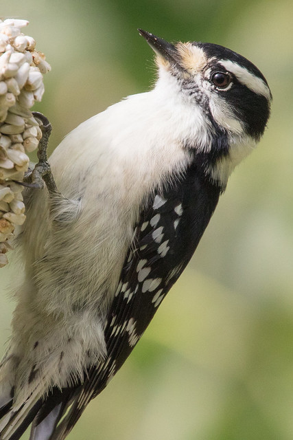 Hairy Woodpecker at Ashland Nature Center-5