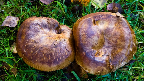 Oak roll rim mushrooms