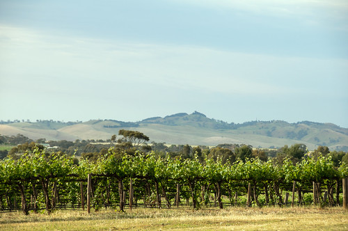 vineyard southaustralia barossavalley marananga kaiserstuhlconservationpark thelouise