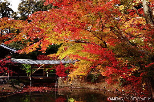 歡迎秋天 Welcome Autumn / Kyoto, Japan by yameme