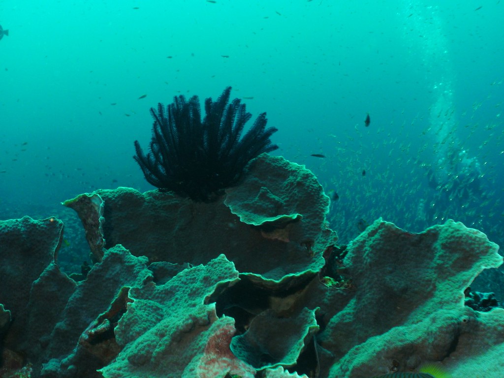 Koh Bon