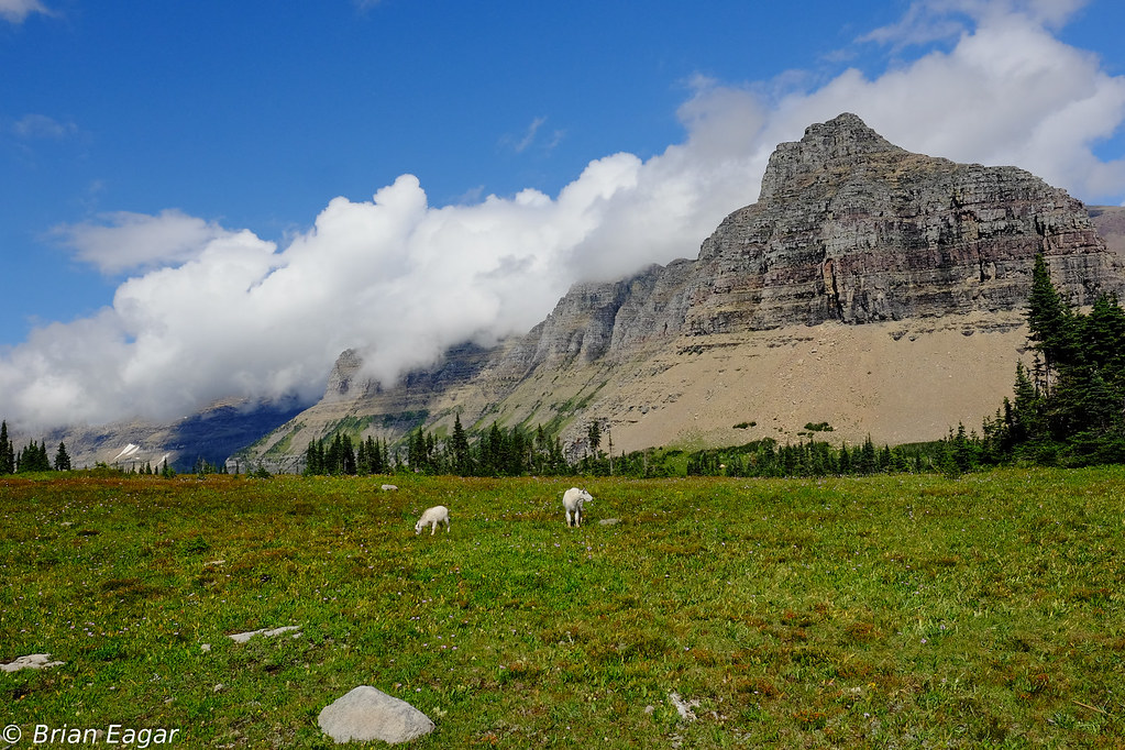 mountain goats in habitat 2