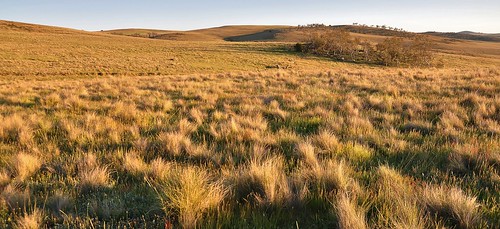geotagged grassland monaro tomgrogginroad geo:lat=3634810747 geo:lon=14922879696 kaludahroad