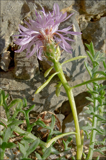 Centaurea-dalmatica_6