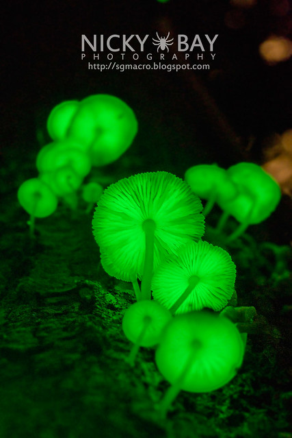 Bioluminescent Fungi (Mycena illuminans?) - DSC_8534