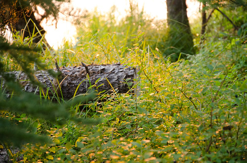 camping sunlight nature oregon sunrise unitedstates odelllake