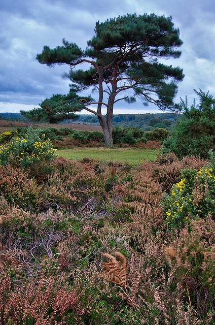 Bratley View, New Forest, England, UK