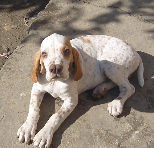 Catalburun | This breed is a Turkish Pointer, and is readily… | Flickr