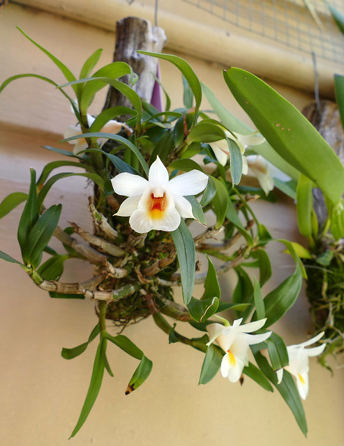 Dendrobium christyanum var. stocky species orchid