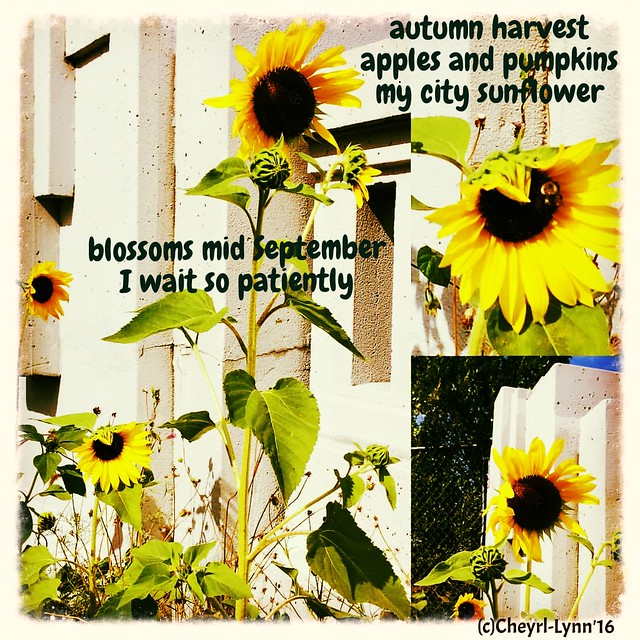 sunflowers 2016