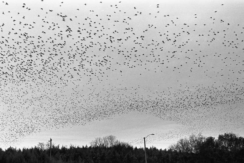 Swarming Birds at Dusk (2012)