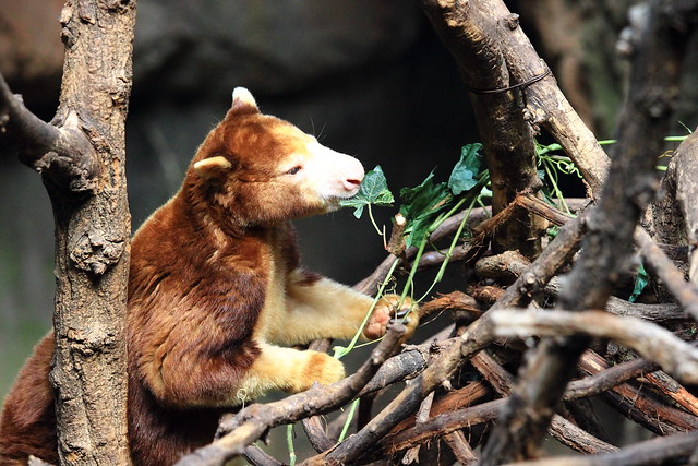 Bronx Zoo - Plush but not a toy-Tree-kangaroo