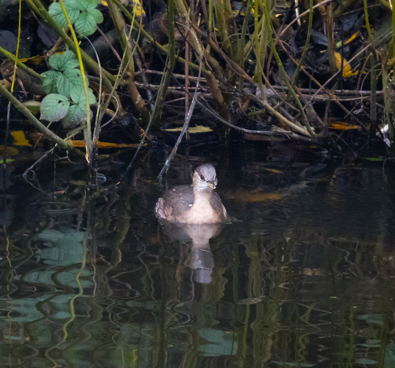 Little grebe