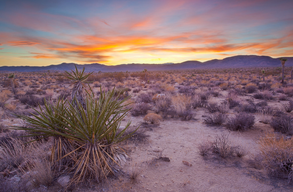 Sunset in the Mojave Desert