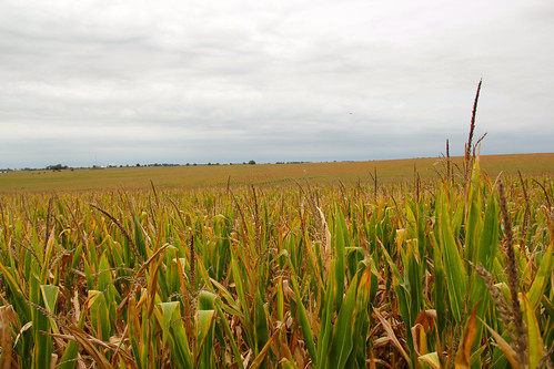 illinois cornfield farm top252012