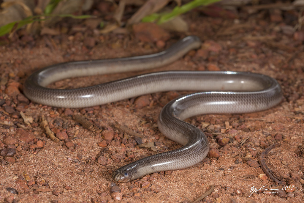 North-eastern Blind Snake | Anilios torresianus. Somerset, C… | Flickr