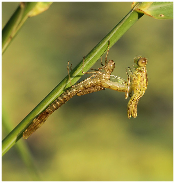 Willow Emerald Damselfly (Chalcolestes viridis) male emerging, Nethergong, 27/7/18