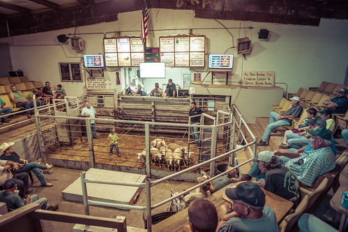 washingtoncounty washingtoncountylivestockcenter farmers sheep stockyard livestock auction auctioneer