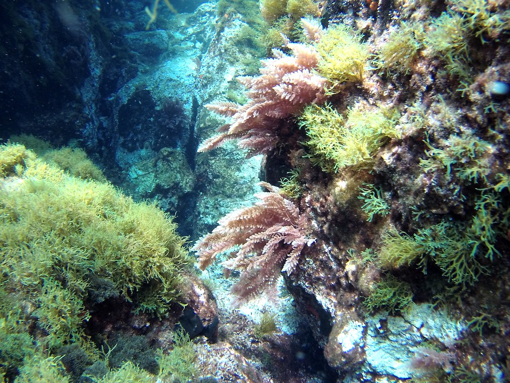 Koudounia Reef - The rock - Ksera Artzenta photo