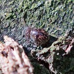 Brauner Kugelspringer (Brown Globular Springtail, Allacma fusca), Weibchen