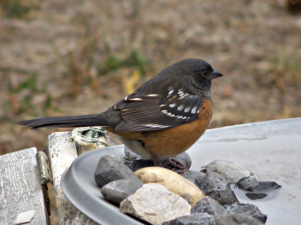 PA102602+ spotted towhee
