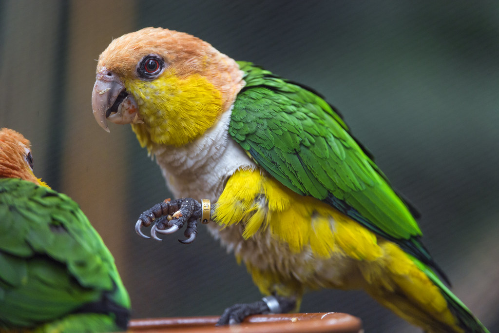 Yellow and green bird | A parakeet-like bird, with yellow, w… | Flickr