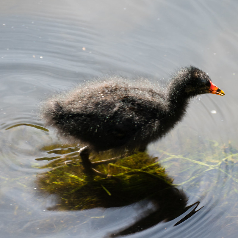 Fluffy coot chick