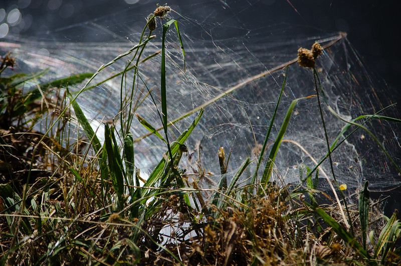 Canalside cobweb