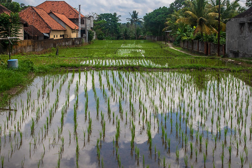 indonesia bali ubud rice agriculture reflection ricefields