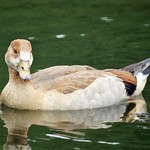 Nilgans (Egyptian Goose, Alopochen aegyptiaca)