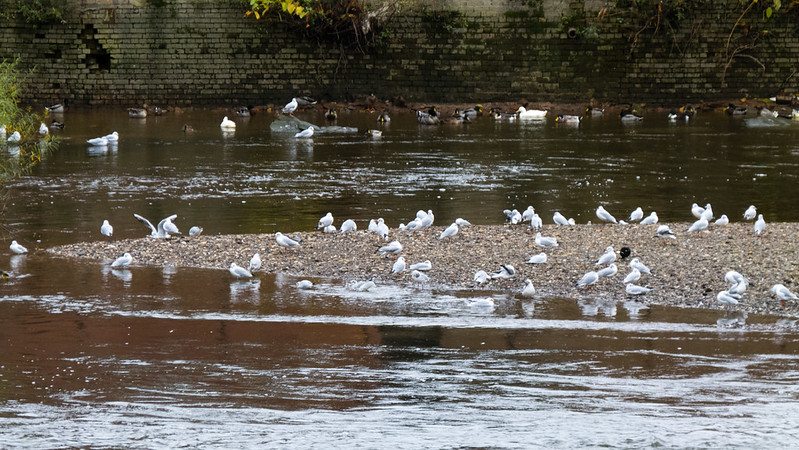 River Severn island, Bridgnorth