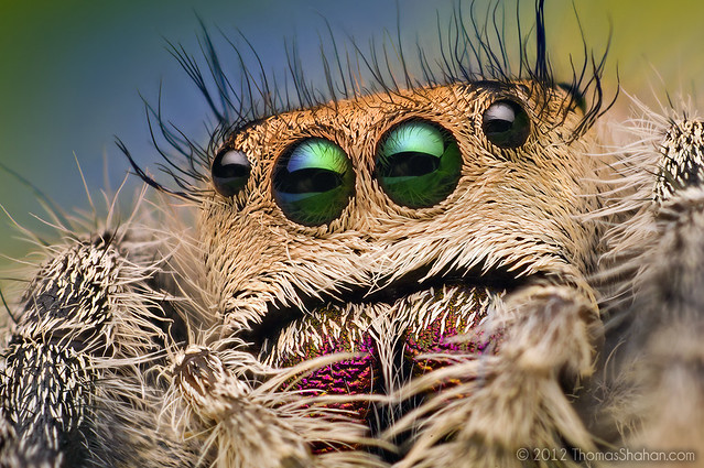 Eyes of a Female Jumping Spider - Phidippus regius - Florida