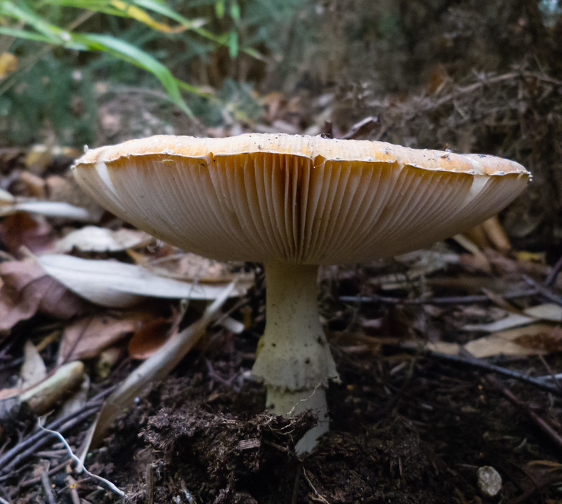 Faded fly agaric mushroom
