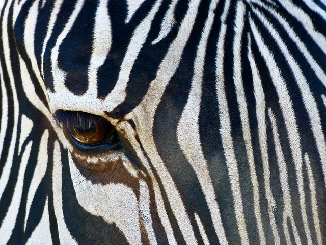 Eye of the Zebra