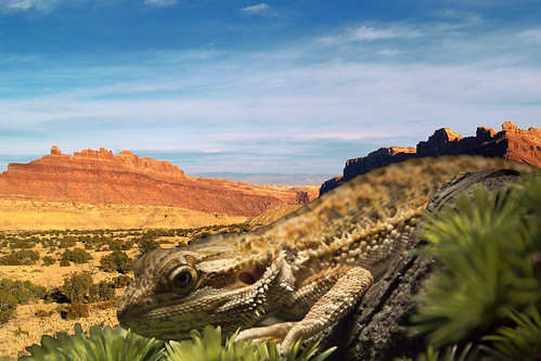 Bearded Dragon lizards live in the desert