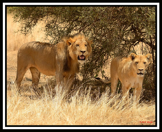 THIS KING AND THE YOUNG LIONESS....TSAVO WEST NAT. PARK....OCT 2012